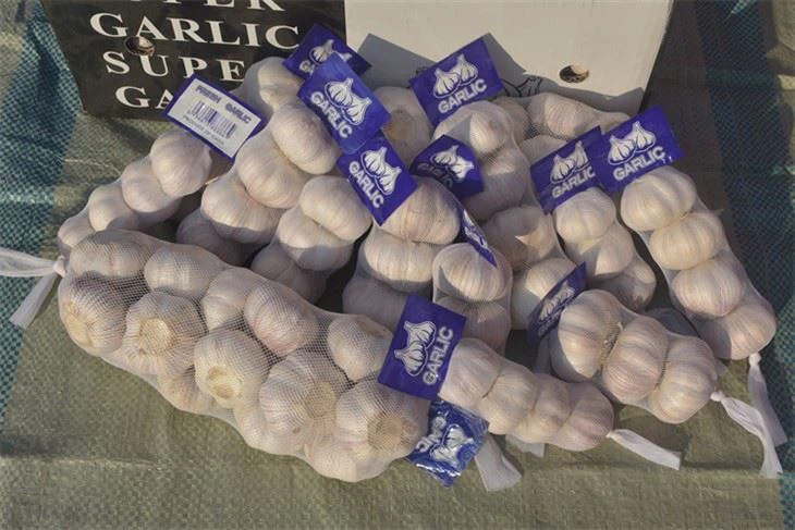 Svježi divlji bijeli luk