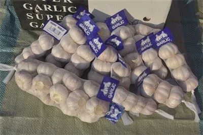 Svježi divlji bijeli luk