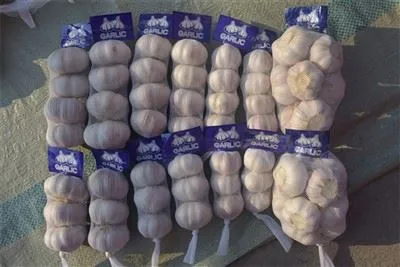 Svježe ubrani bijeli luk