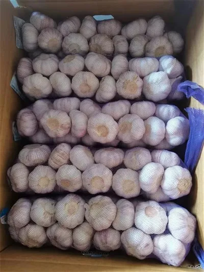 Bijeli luk ljubičaste kože